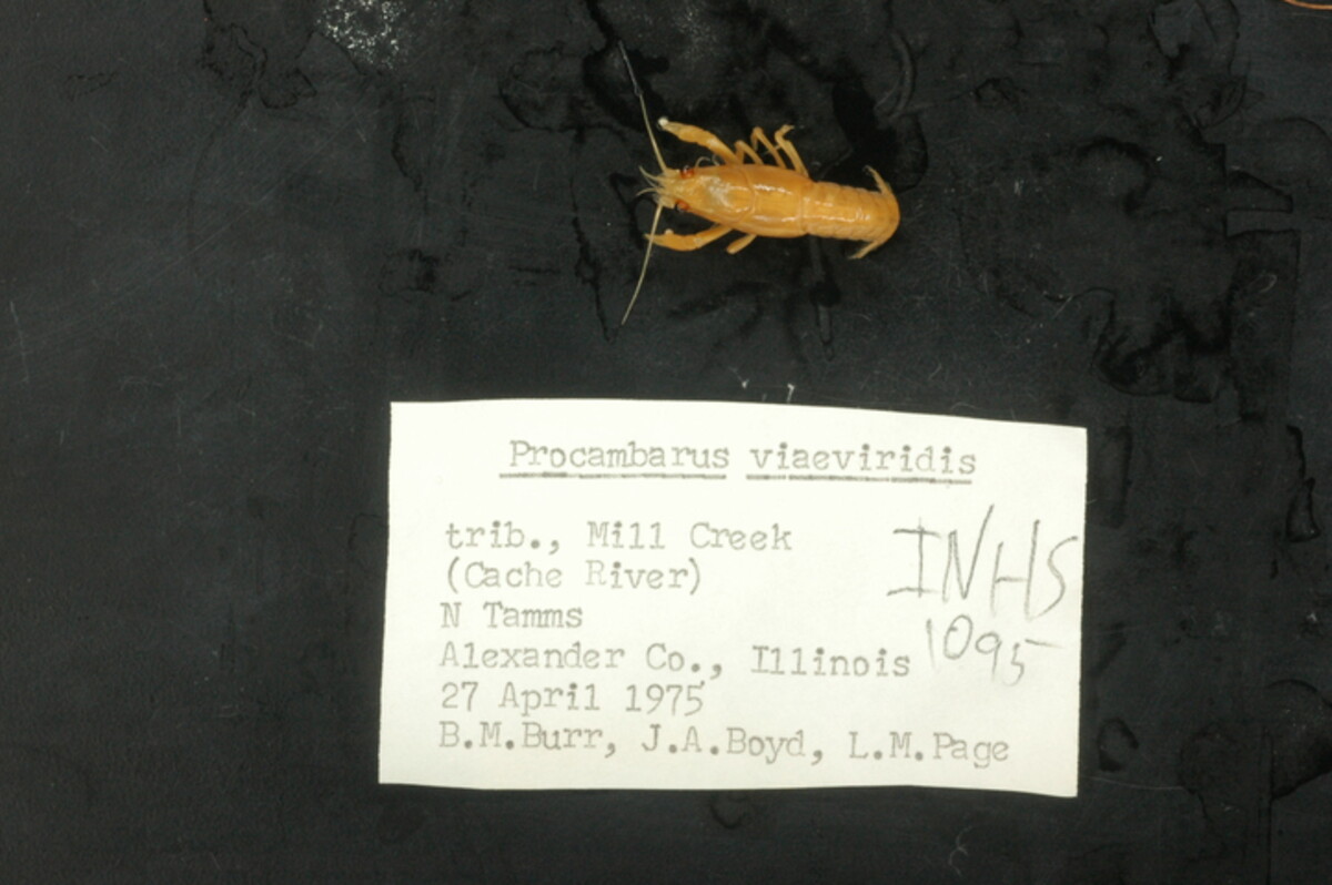 Procambarus viaeviridis image